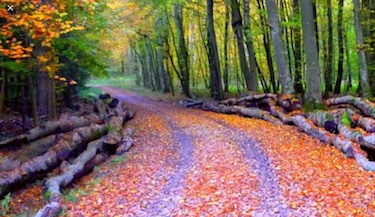 Autumn season Limousin France